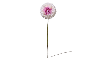 Dahlie 64 cm 1 Stück - Kunstblume