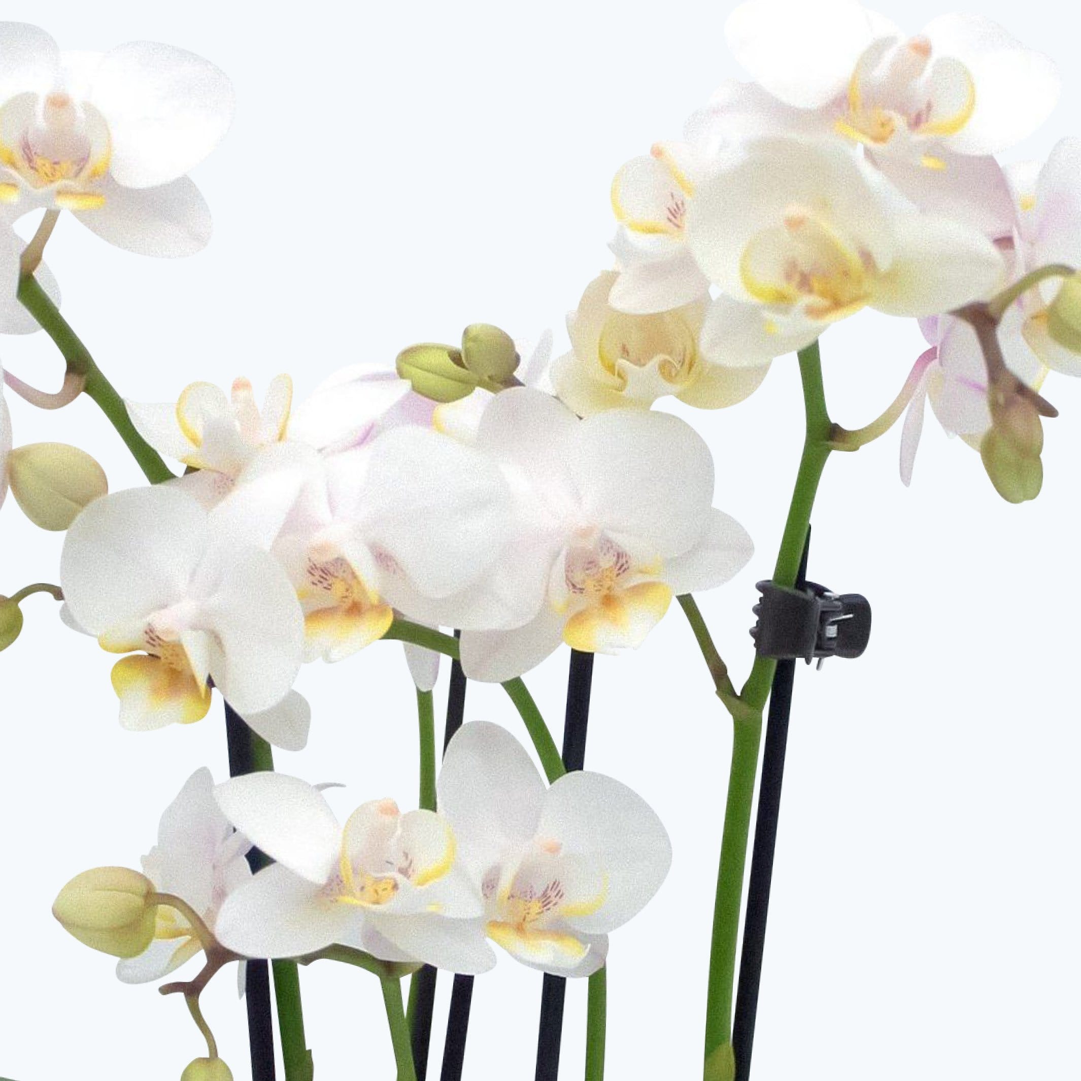 3er Set Table Dance Weiß Orchideen mit 2 Stielen