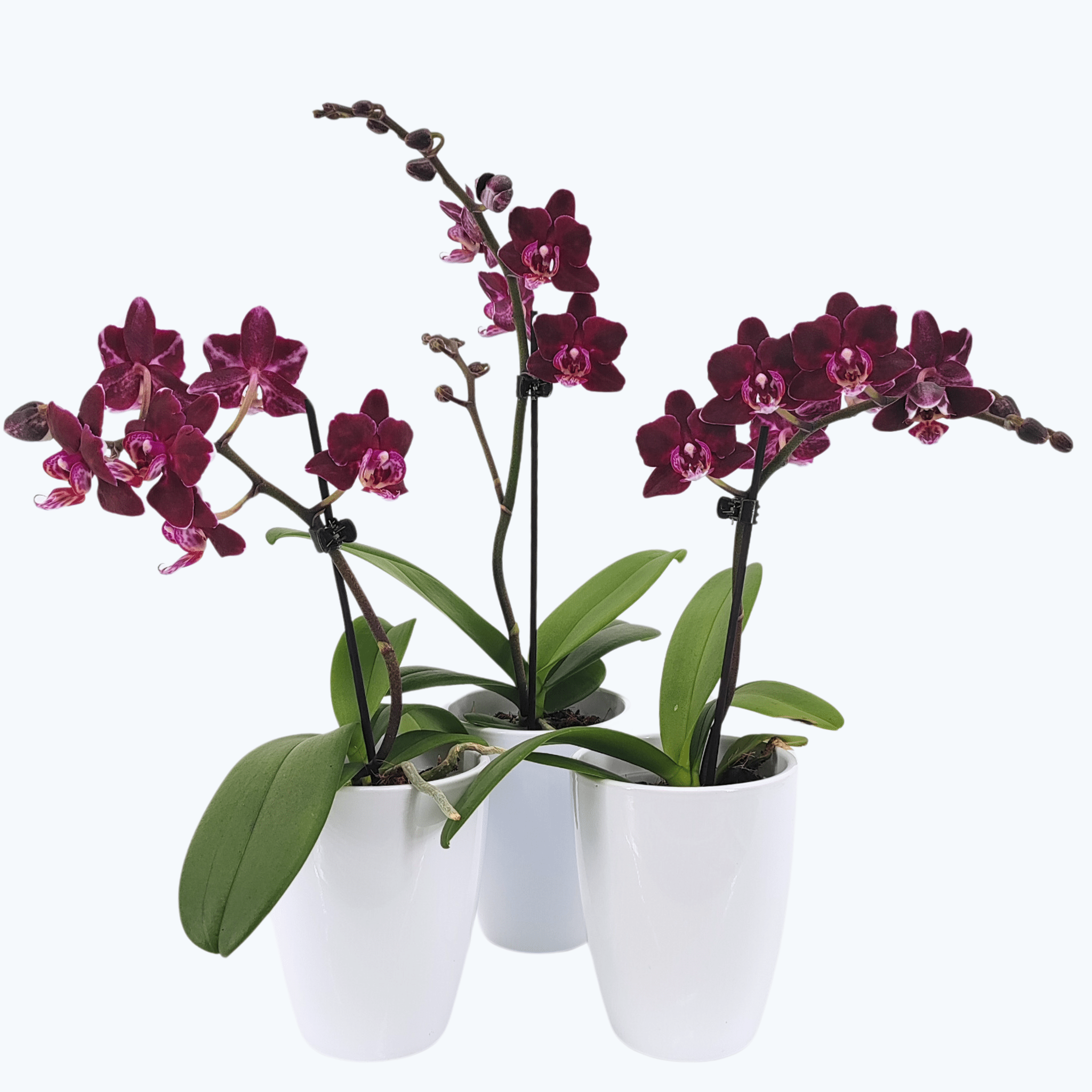 Table Dance Aliyah Black im 3er Set mit bordeauxroten Blüten inkl. Keramik