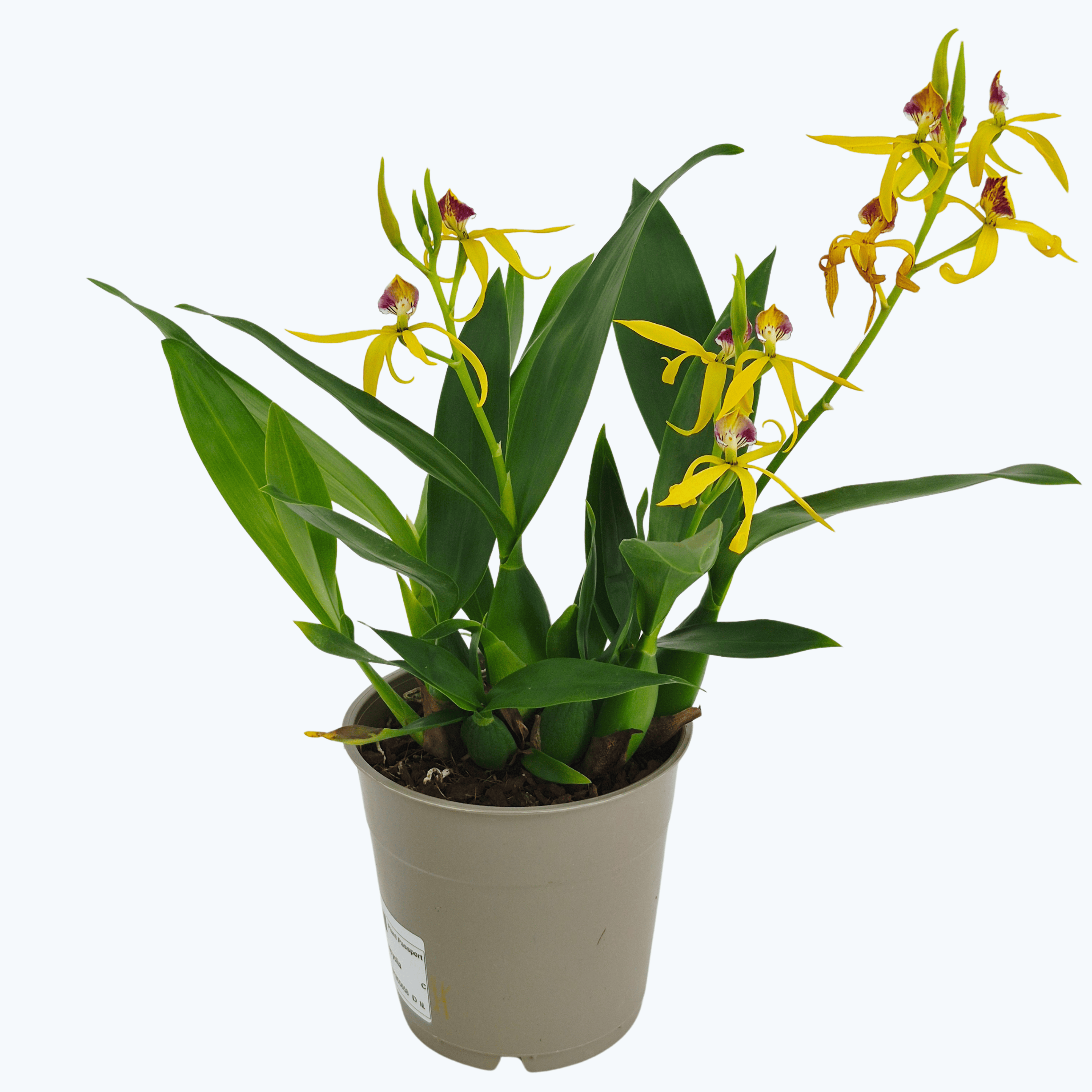 Encyclia Jasper mit orange-gelben Blüten im 12 cm Topf