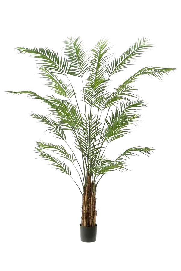 Künstliche Areca Palme - Isaiah | 240 cm