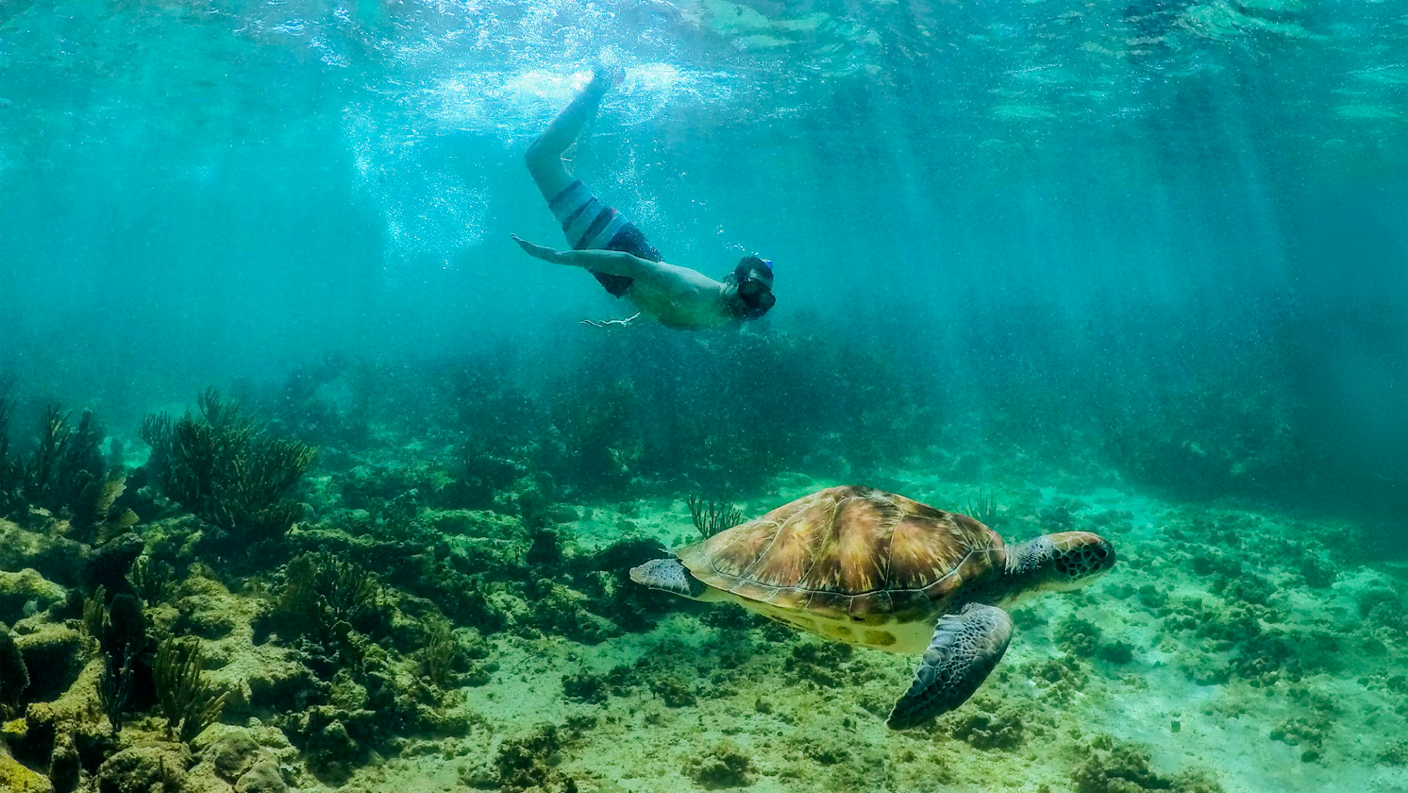 Swim with Sea Turtles & Cenote Tour