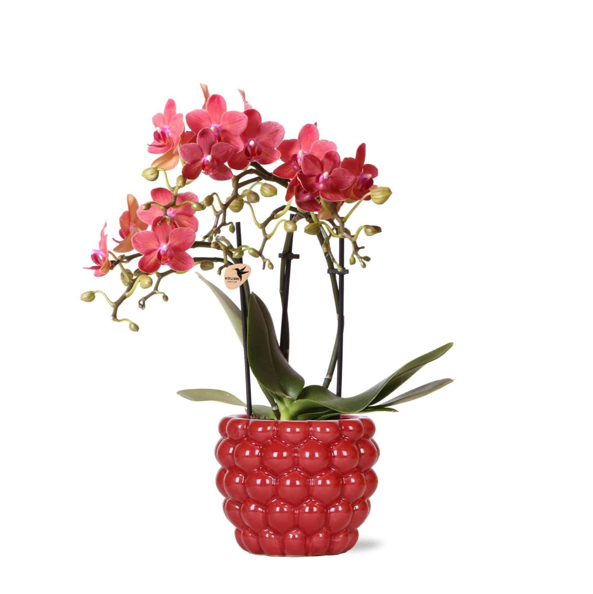 Charming Hummingbird Orchids | Ruby Red Phalaenopsis Orchid "Congo" in Berry Pot