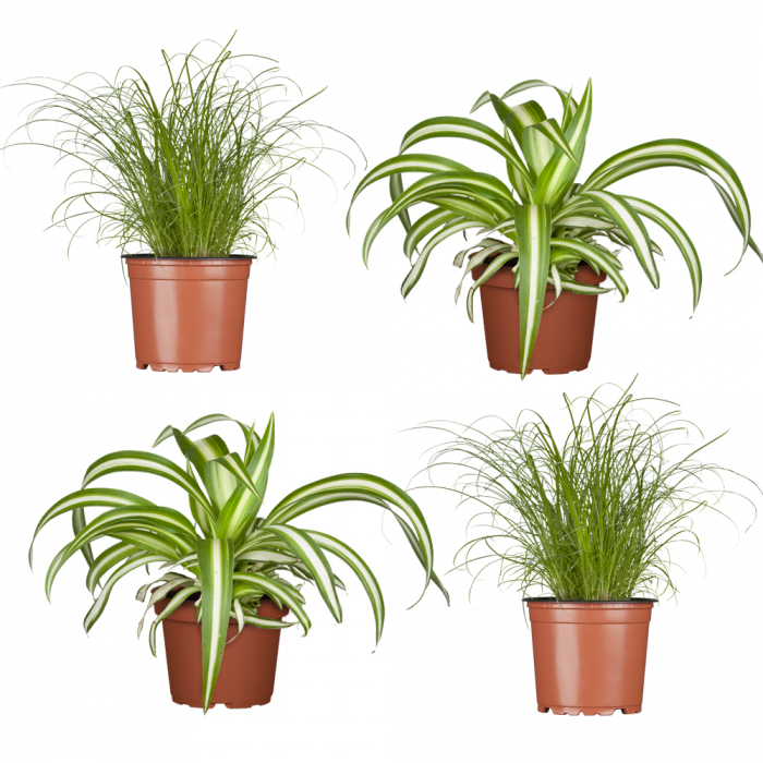 4-Piece Set of Cat-Friendly Plants