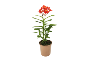 Epidendrum Nordic Fire mit orange-roten Blüten und 1 Rispe
