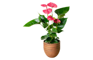 Heart Beats Pink Anthurium