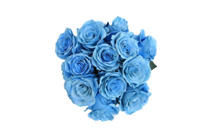 Serendipity Roses - Sky Blue Passion