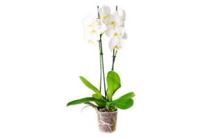 Schneeflocken Tanz Weiße Orchidee